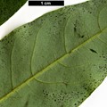 SpeciesSub: var. dictyophylla